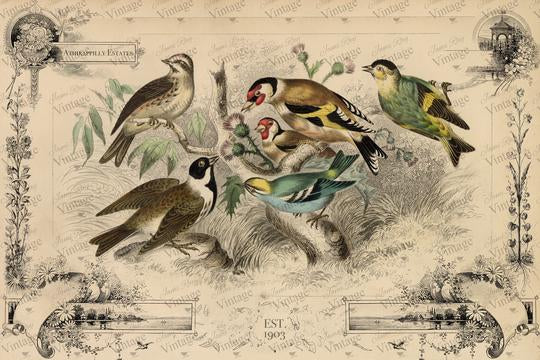 Cottage Birds Decoupage Paper